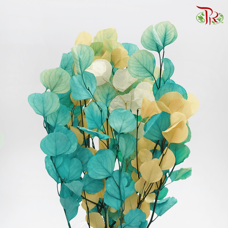 Eucalyptus Dyed Populus - Fusion Blue - Pudu Ria Florist