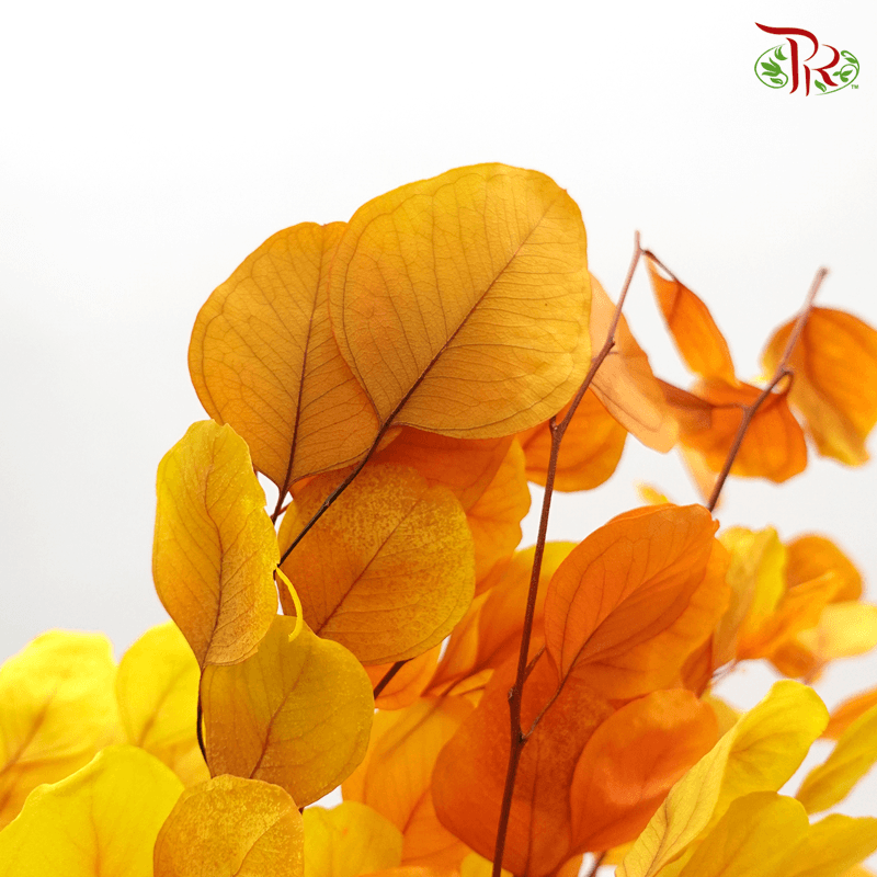 Eucalyptus Dyed Populus - Fusion Orange - Pudu Ria Florist