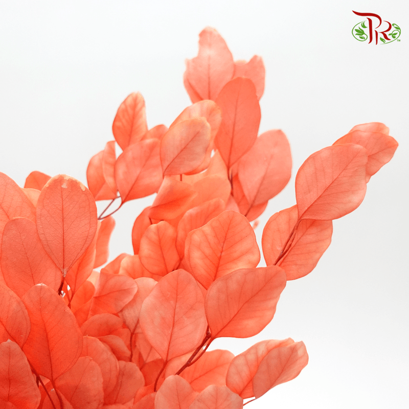 Eucalyptus Dyed Populus - Fusion Flame - Pudu Ria Florist