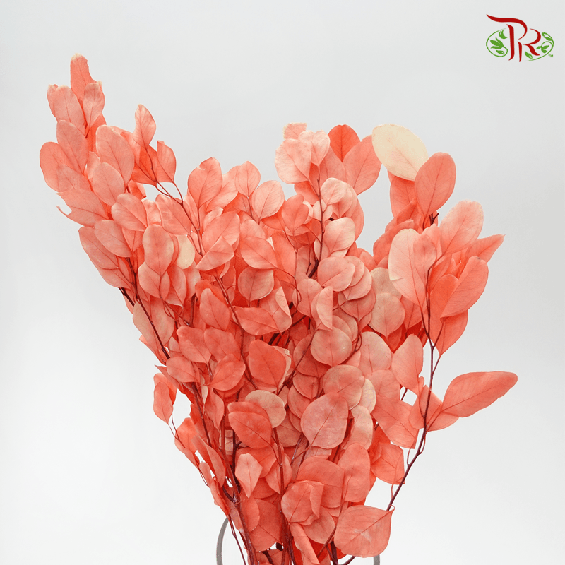 Eucalyptus Dyed Populus - Fusion Flame - Pudu Ria Florist