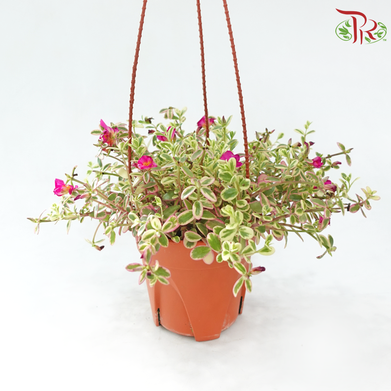 Portulaca Oleracea Variegata P150 《马齿牡丹》A1R-Pudu Ria Florist-prflorist.com.my