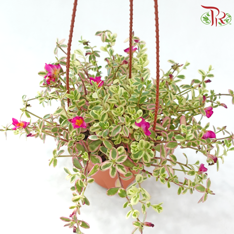 Portulaca Oleracea Variegata P150 《马齿牡丹》A1R-Pudu Ria Florist-prflorist.com.my