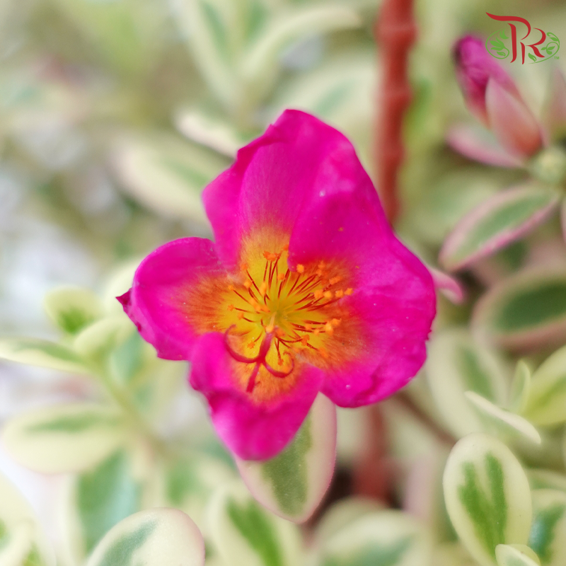 Portulaca Oleracea Variegata P150 《马齿牡丹》A1R-Pudu Ria Florist-prflorist.com.my