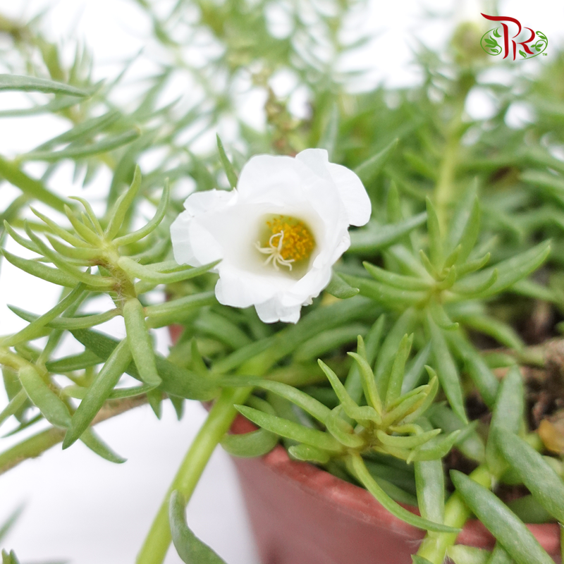 Portulaca Grandiflora (Japanese rose) 《龙须牡丹》 - Pudu Ria Florist