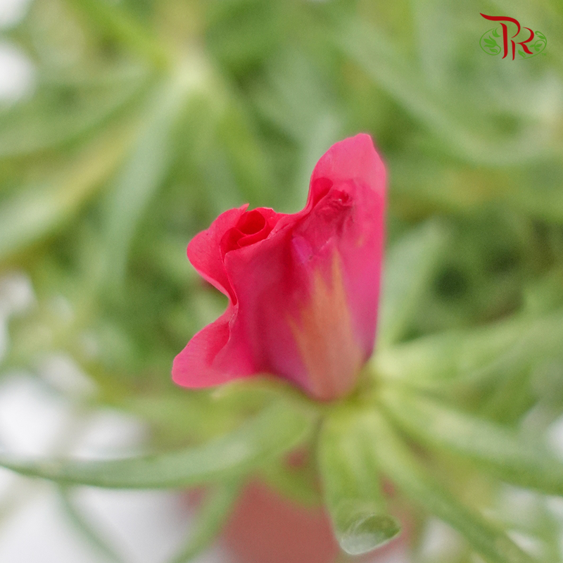 Portulaca Grandiflora (Japanese rose) 《龙须牡丹》 - Pudu Ria Florist