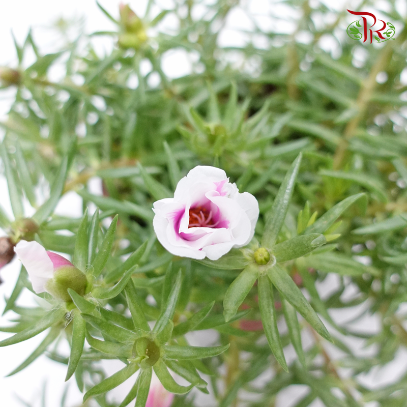 Portulaca Grandiflora (Japanese rose) 《龙须牡丹》 - Pudu Ria Florist