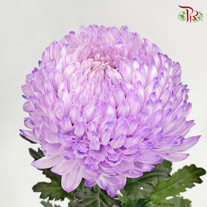 Premium Peony Mum - Dyed- PP1 (6 Stems) - Pudu Ria Florist