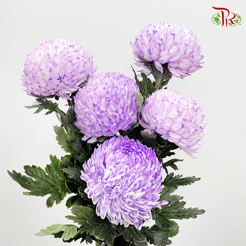 Premium Peony Mum - Dyed- PP1 (6 Stems) - Pudu Ria Florist