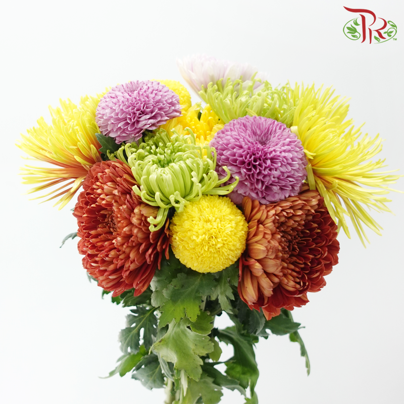 Prayer Bunch - Ping Pong + Net Mum (12 Stems)-Malaysia-prflorist.com.my