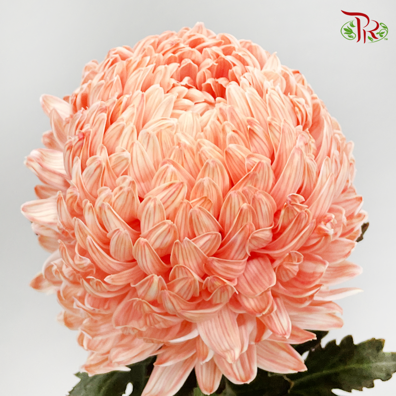 Premium Peony Mum (Chrysanthemum)- Dyed- OR3 (5 Stems)-Orange-Malaysia-prflorist.com.my