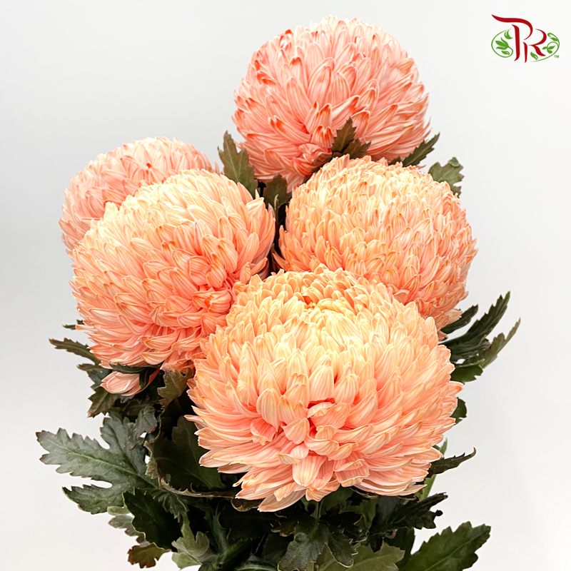 Premium Peony Mum (Chrysanthemum)- Dyed- OR3 (5 Stems)-Orange-Malaysia-prflorist.com.my