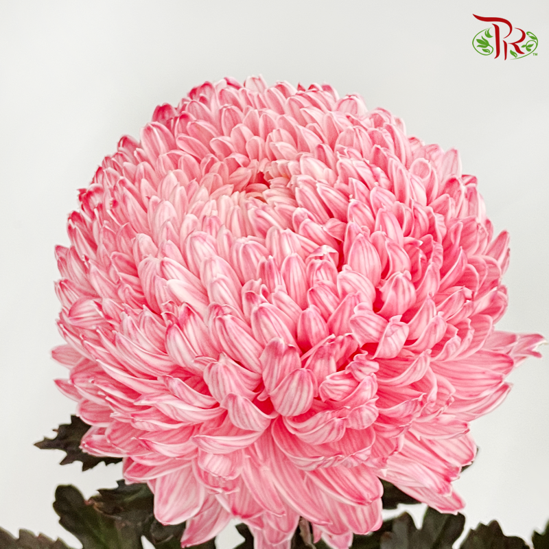 Premium Peony Mum (Chrysanthemum) - Dyed- R3 (5 Stems)-Red-Malaysia-prflorist.com.my