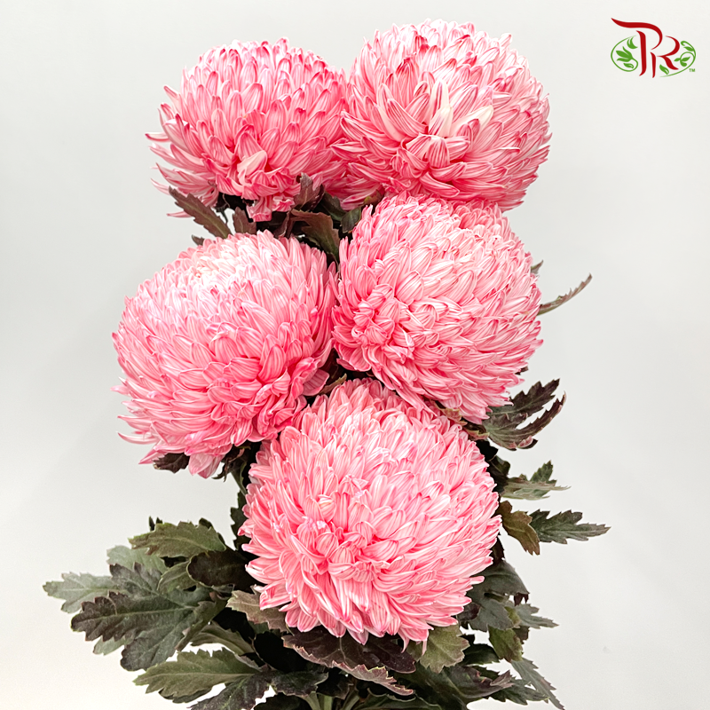 Premium Peony Mum (Chrysanthemum) - Dyed- R3 (5 Stems)-Red-Malaysia-prflorist.com.my