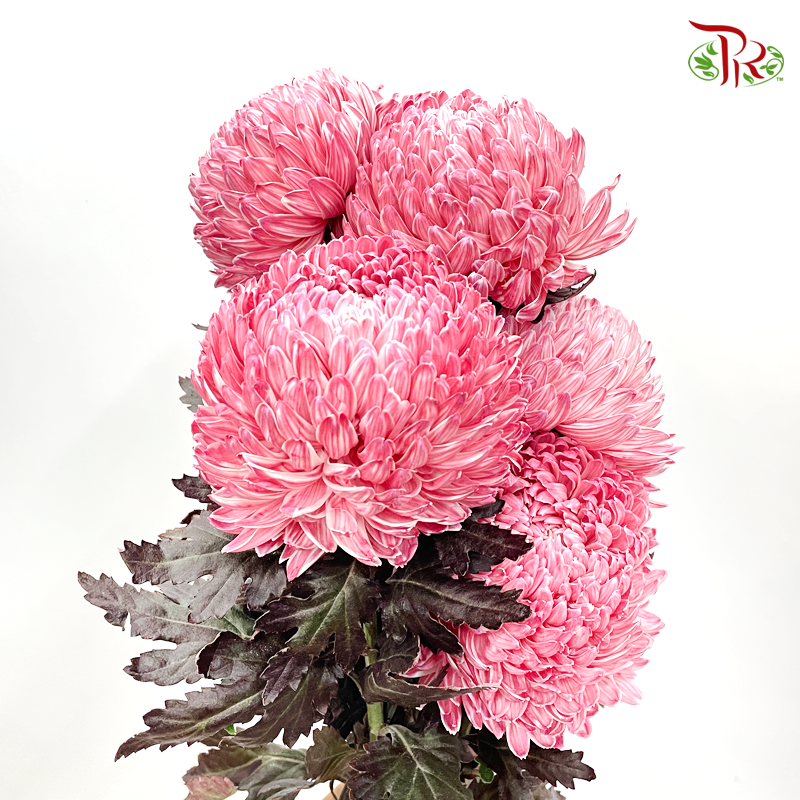 Premium Peony Mum (Chrysanthemum)- Dyed- R7 (5 Stems)-Red-Malaysia-prflorist.com.my