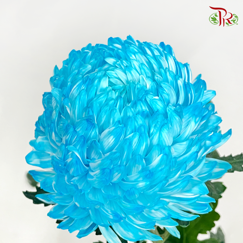 Premium Peony Mum Dyed (Chrysanthemum) - B1 (5 Stems)-Blue-Malaysia-prflorist.com.my
