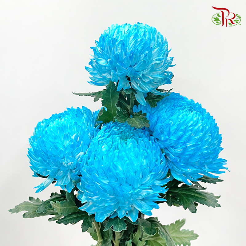 Premium Peony Mum Dyed (Chrysanthemum) - B1 (5 Stems)-Blue-Malaysia-prflorist.com.my