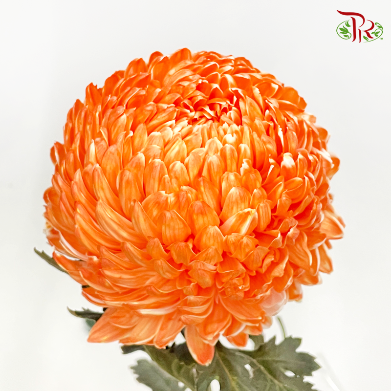 Premium Peony Mum Dyed (Chrysanthemum) - OR (5 Stems)-Orange-Malaysia-prflorist.com.my