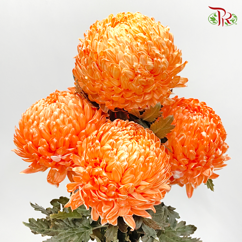 Premium Peony Mum Dyed (Chrysanthemum) - OR (5 Stems)-Orange-Malaysia-prflorist.com.my