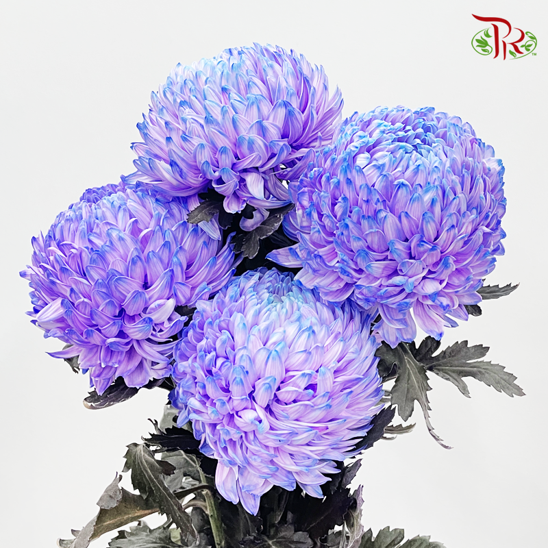 Premium Peony Mum Dyed (Chrysanthemum) - PP4 (5 Stems)-Purple-Malaysia-prflorist.com.my
