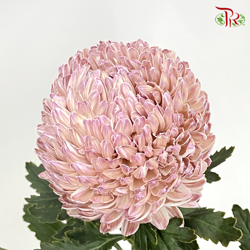Premium Peony Mum Dyed (Chrysanthemum) - PP9 (5 Stems)-Purple-Malaysia-prflorist.com.my