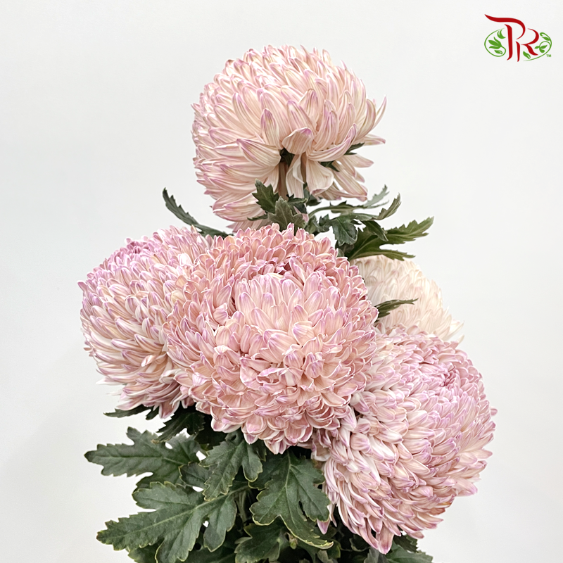 Premium Peony Mum Dyed (Chrysanthemum) - PP9 (5 Stems)-Purple-Malaysia-prflorist.com.my