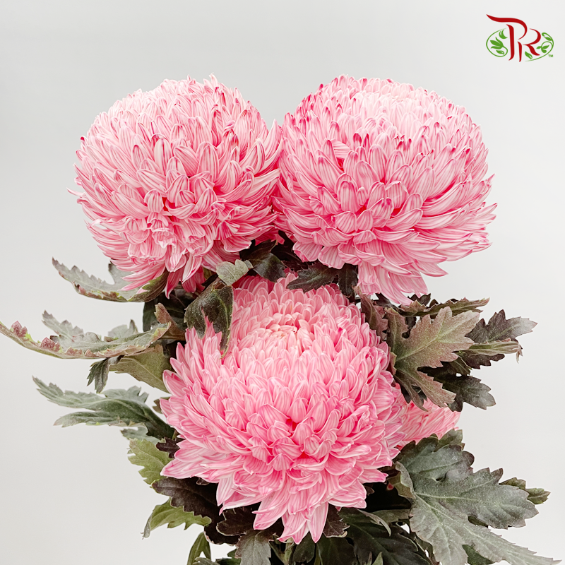 Premium Peony Mum Dyed (Chrysanthemum) - R1 (5 Stems)-Red-Malaysia-prflorist.com.my