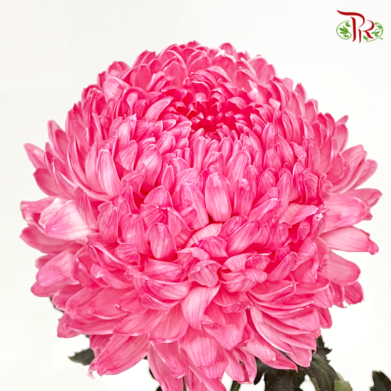 Premium Peony Mum Dyed (Chrysanthemum) - R2 (5 Stems)-Red-Malaysia-prflorist.com.my