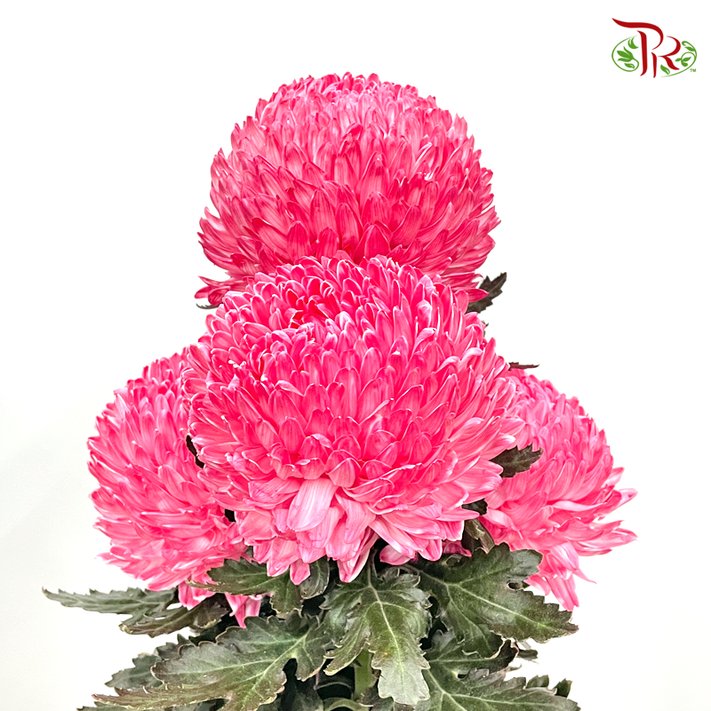 Premium Peony Mum Dyed (Chrysanthemum) - R2 (5 Stems)-Red-Malaysia-prflorist.com.my