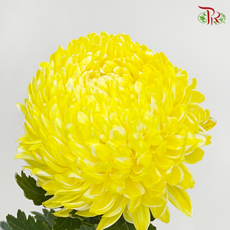 Premium Peony Mum Dyed (Chrysanthemum) - Yellow 1 (5 Stems)-Yellow-Malaysia-prflorist.com.my