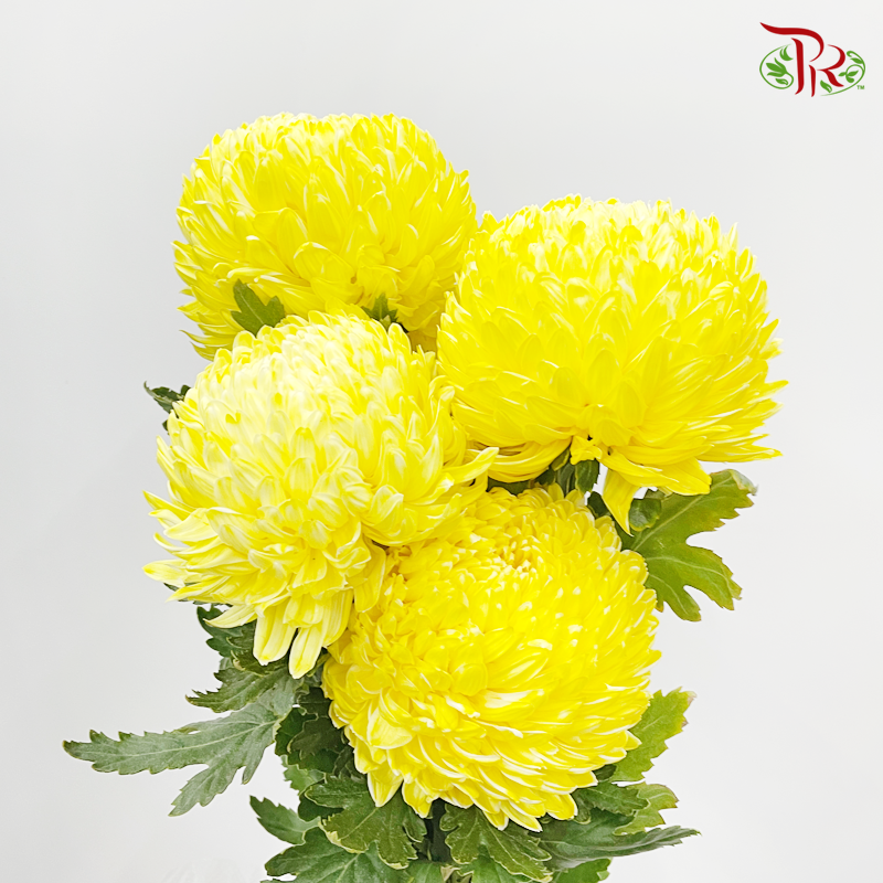 Premium Peony Mum Dyed (Chrysanthemum) - Yellow 1 (5 Stems)-Yellow-Malaysia-prflorist.com.my