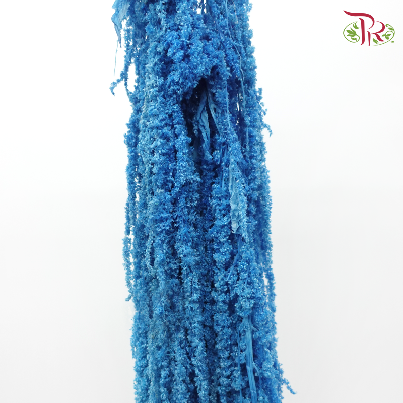 Preservative Amaranthus - Blue (Per Bunch)-Purple-China-prflorist.com.my