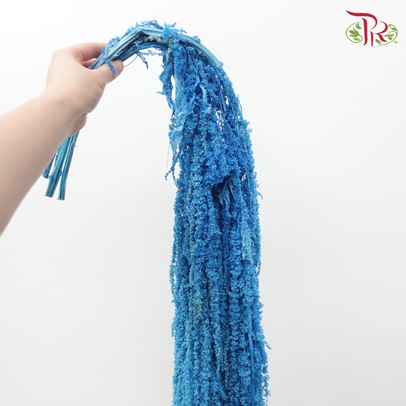 Preservative Amaranthus - Blue (Per Bunch)-Purple-China-prflorist.com.my