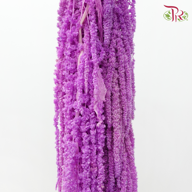 Preservative Amaranthus - Bright Purple (Per Bunch)-Purple-China-prflorist.com.my