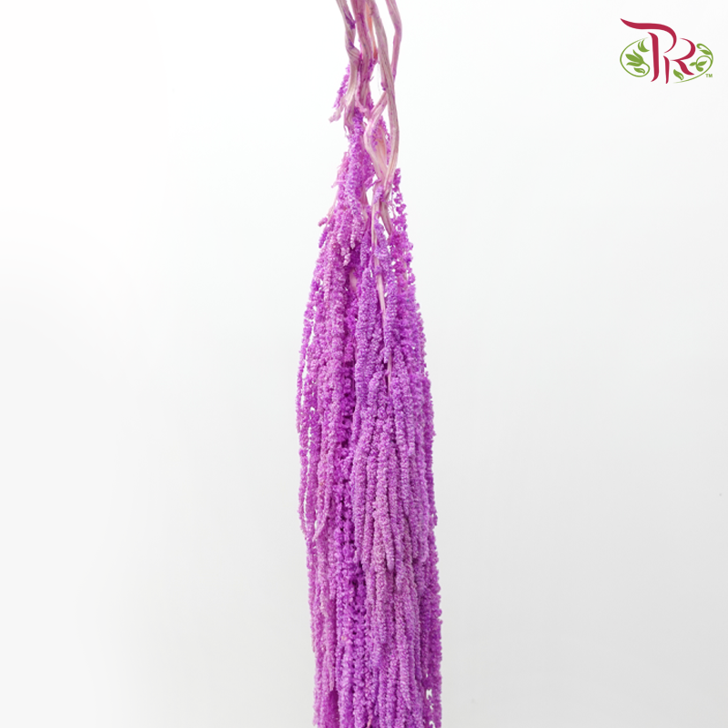 Preservative Amaranthus - Bright Purple (Per Bunch)-Purple-China-prflorist.com.my