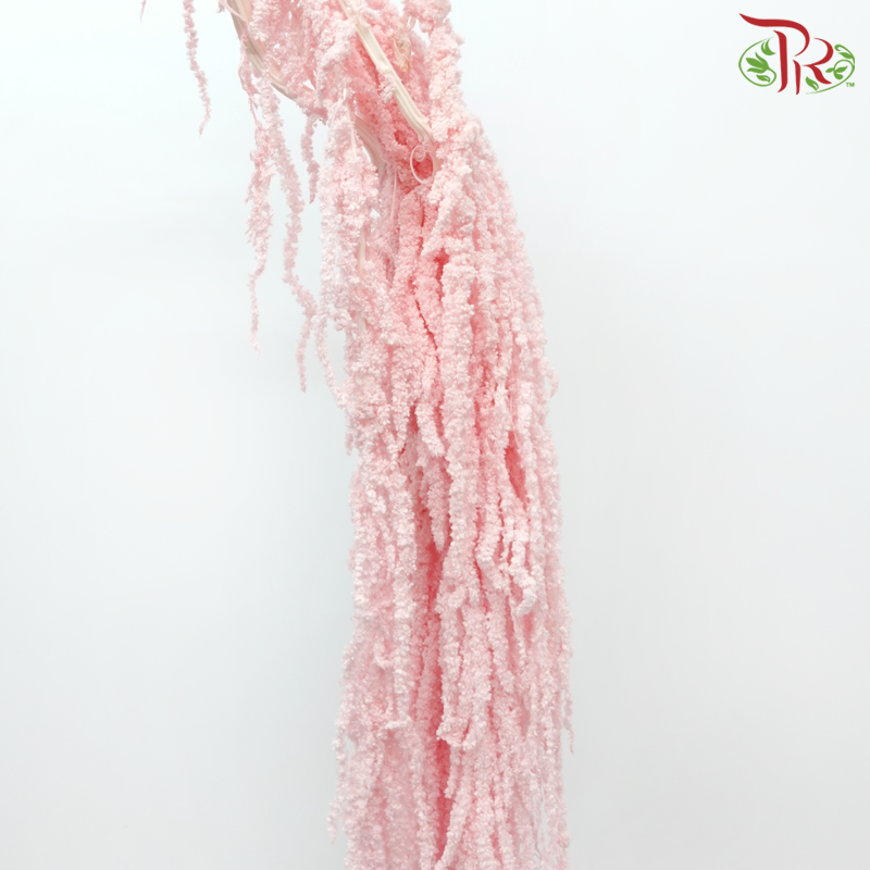 Preservative Amaranthus Hanging - Baby Pink-Baby Pink-China-prflorist.com.my