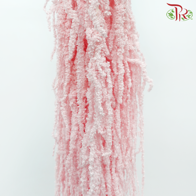 Preservative Amaranthus Hanging - Baby Pink-Baby Pink-China-prflorist.com.my