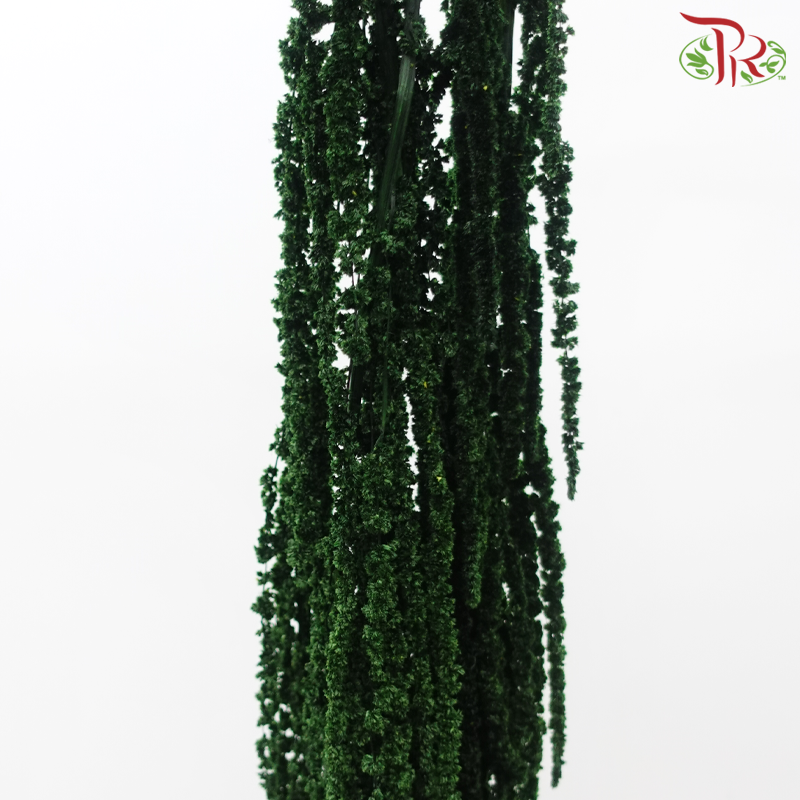 Preservative Amaranthus Hanging - Dark Green-Green-China-prflorist.com.my
