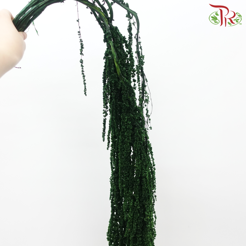 Preservative Amaranthus Hanging - Dark Green-Green-China-prflorist.com.my
