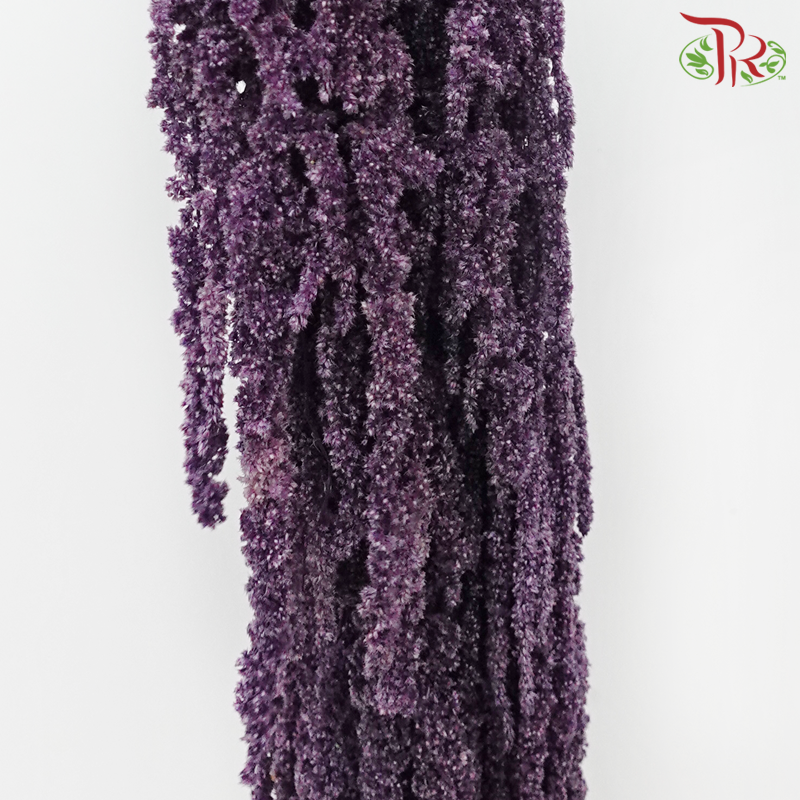 Preservative Amaranthus Hanging - Dark Purple-Dark Purple-China-prflorist.com.my