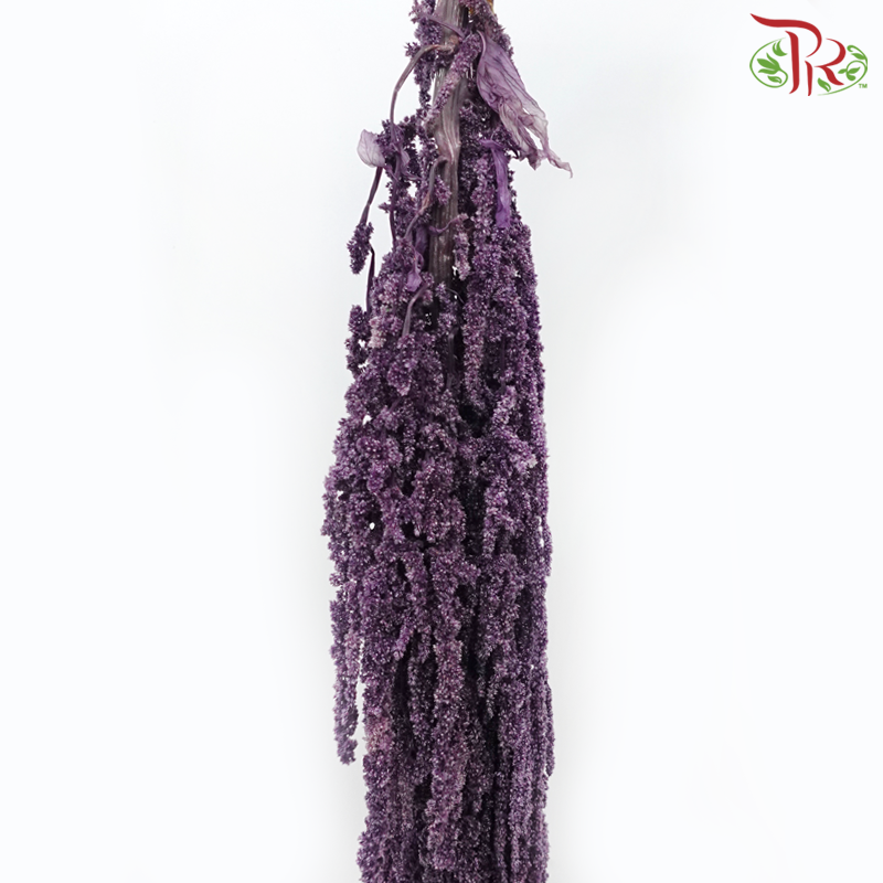 Preservative Amaranthus Hanging - Dark Purple-Dark Purple-China-prflorist.com.my
