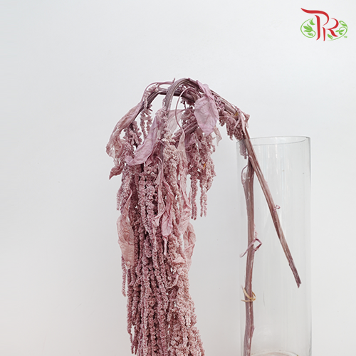 Preservative Amaranthus Hanging - Dusty Purple-Dusty Purple-China-prflorist.com.my