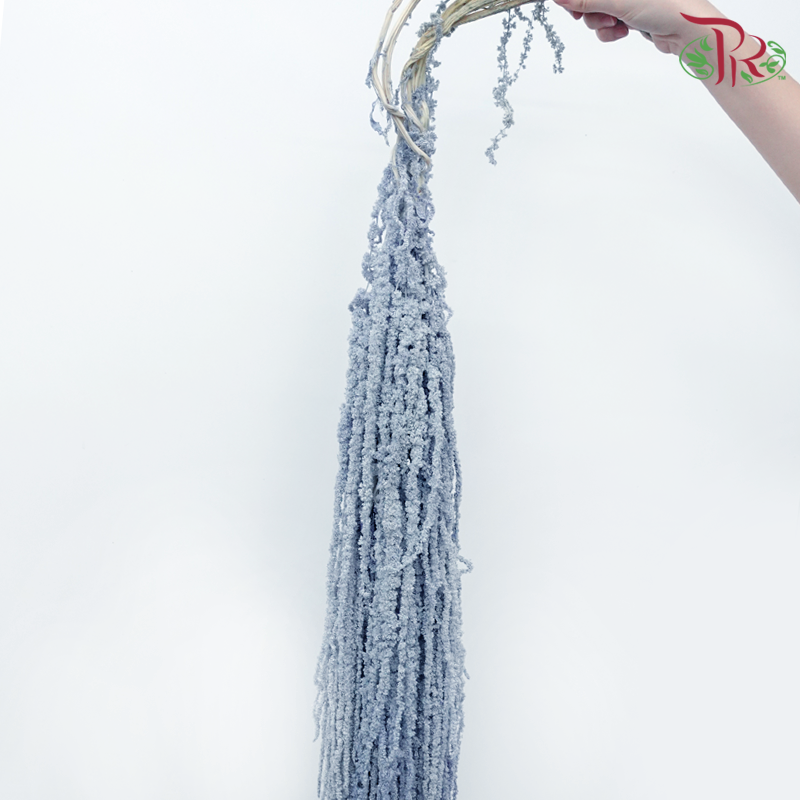 Preservative Amaranthus Hanging - Greyish Blue-Greyish Blue-China-prflorist.com.my