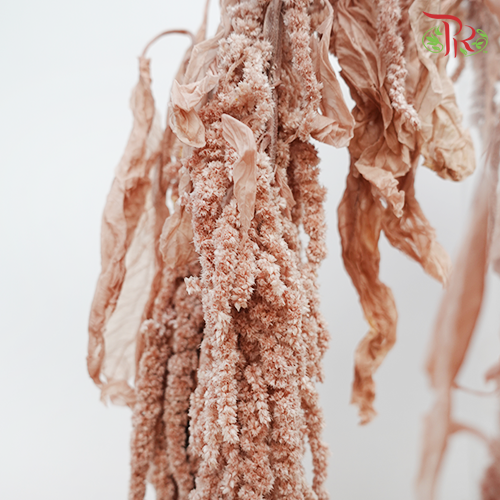 Preservative Amaranthus Hanging - Light Brown-Brown-China-prflorist.com.my