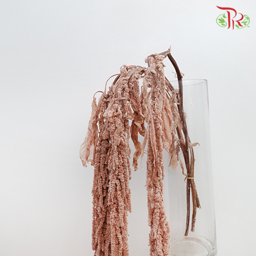 Preservative Amaranthus Hanging - Light Brown-Brown-China-prflorist.com.my