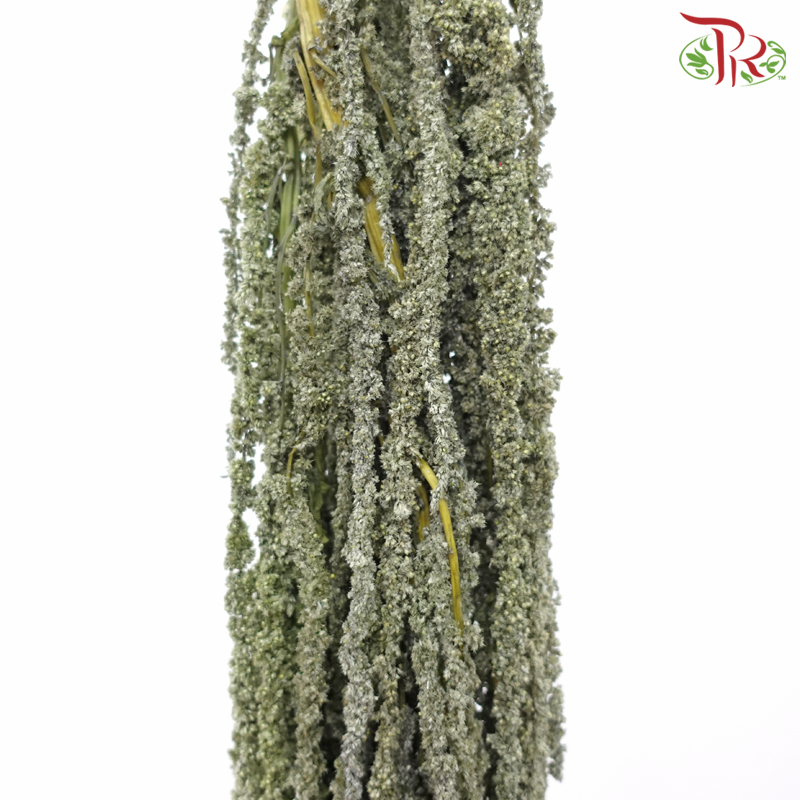 Preservative Amaranthus Hanging - Light Green-Light Green-China-prflorist.com.my