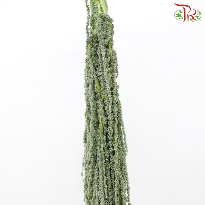 Preservative Amaranthus Hanging - Light Green-Light Green-China-prflorist.com.my