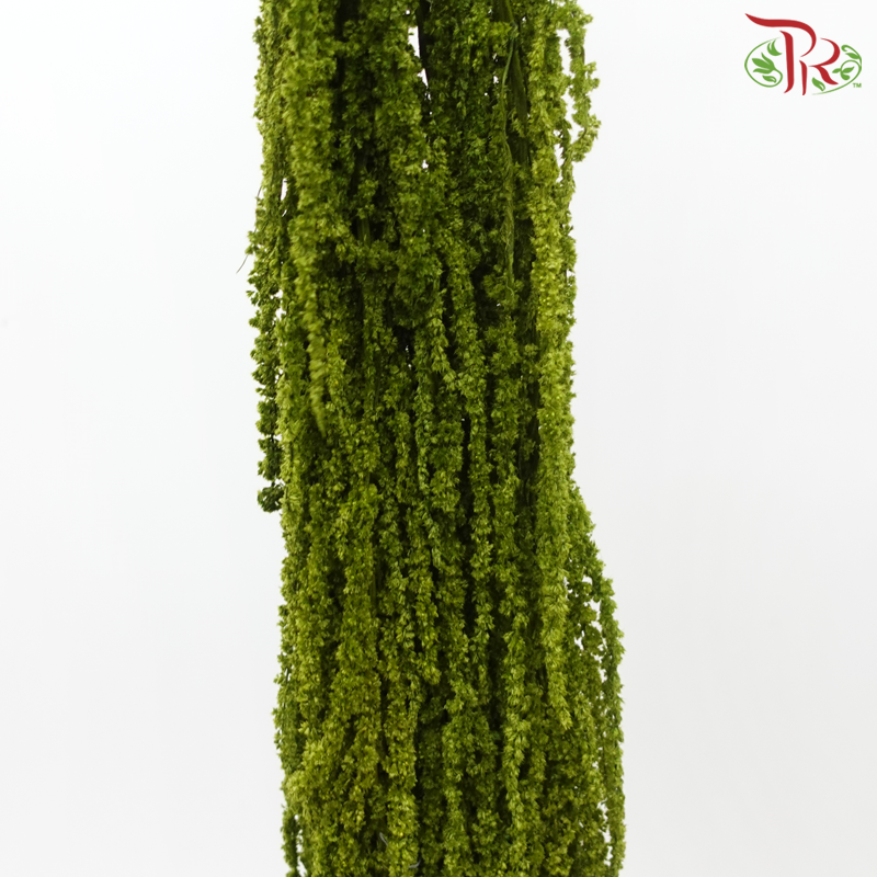Preservative Amaranthus Hanging - Olive Green-Green-China-prflorist.com.my