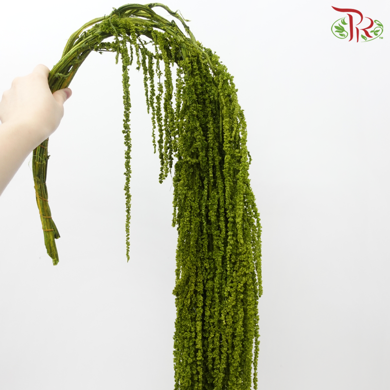 Preservative Amaranthus Hanging - Olive Green-Green-China-prflorist.com.my