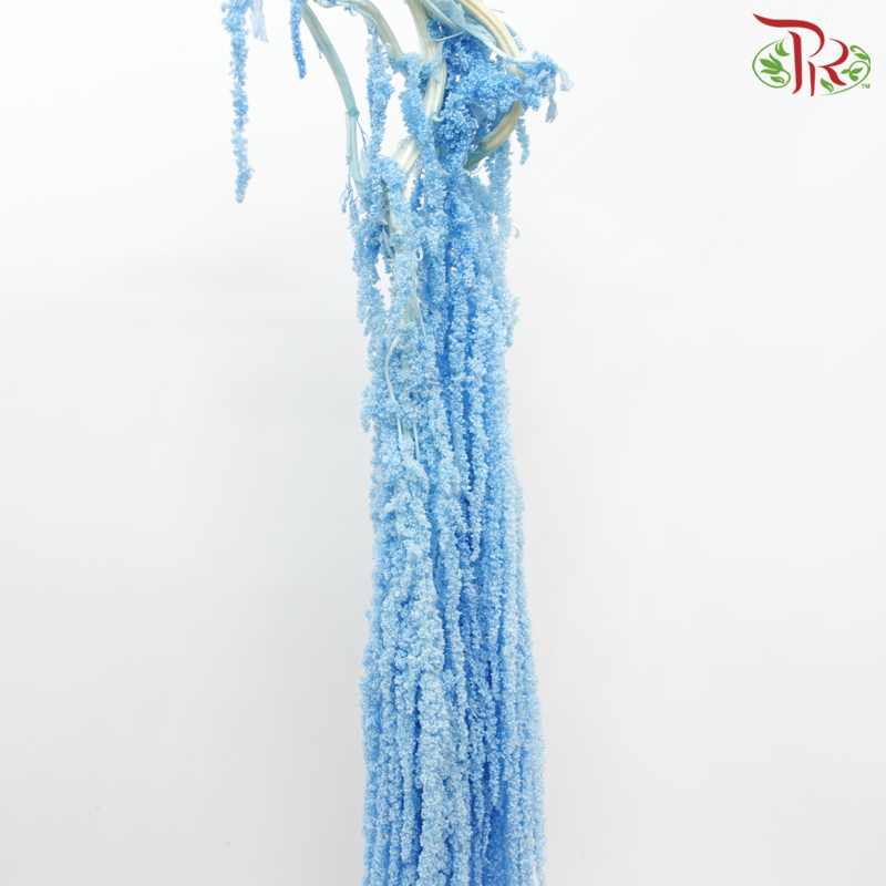 Preservative Amaranthus Hanging - Sky Blue-Sky Blue-China-prflorist.com.my