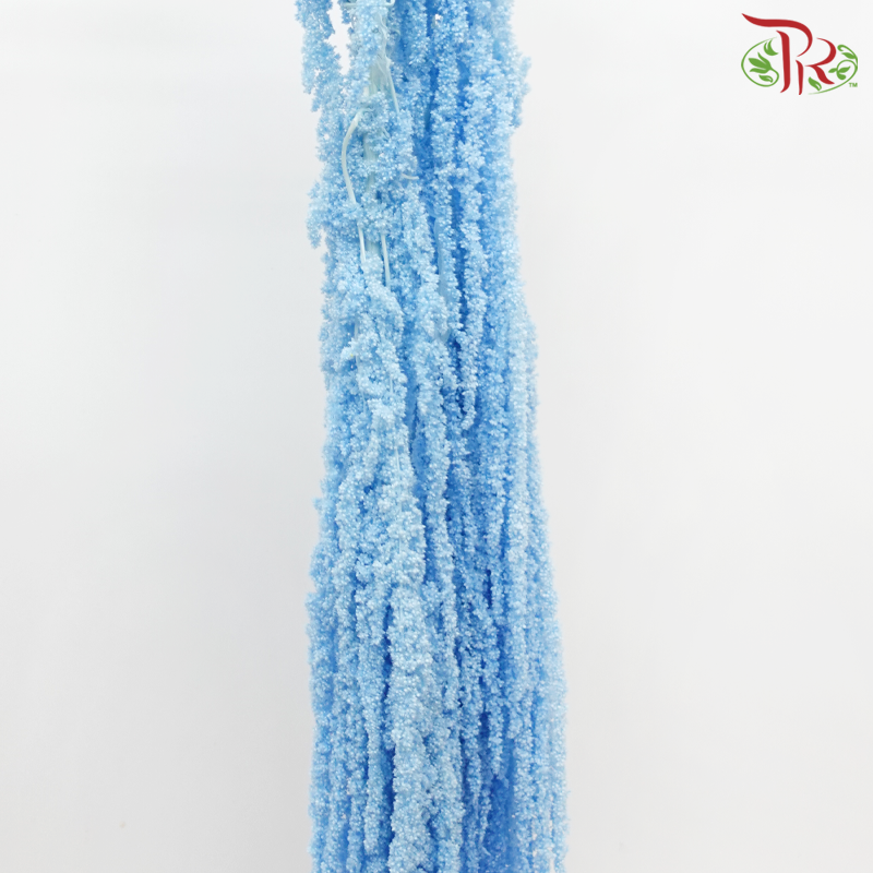 Preservative Amaranthus Hanging - Sky Blue-Sky Blue-China-prflorist.com.my